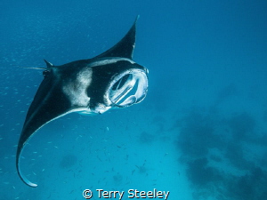 Manta magic! A wonderful treat as we share time with the ... by Terry Steeley 